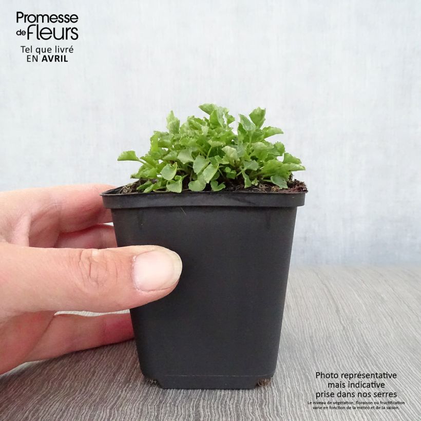 Campanula carpatica - Campanula dei Carpazi Vasetto da 8/9 cm esemplare consegnato in primavera