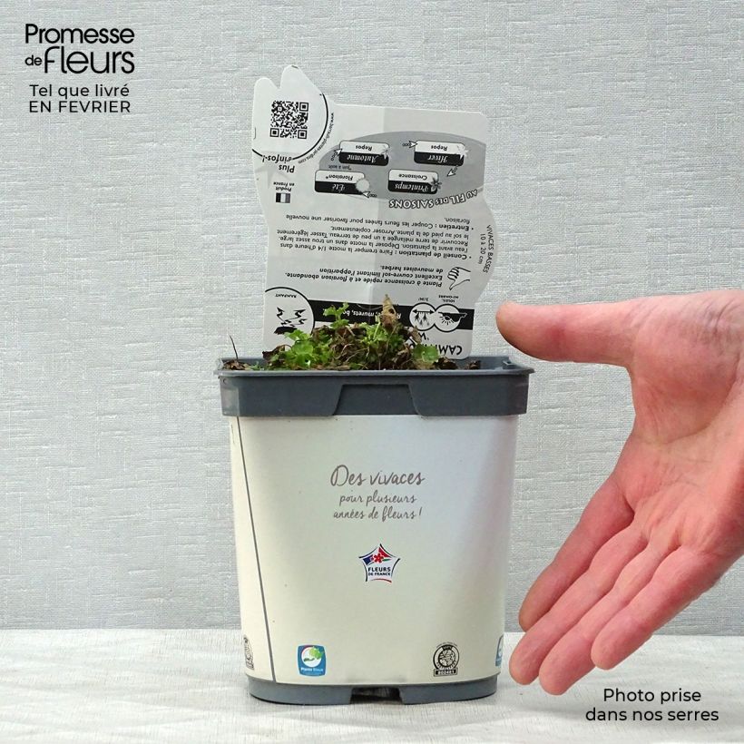 Campanula carpatica Clips White - Campanula dei Carpazi Vaso da 2L/3L esemplare consegnato in inverno