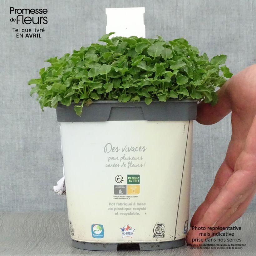 Campanula carpatica Clips White - Campanula dei Carpazi Vaso da 2L/3L esemplare consegnato in primavera