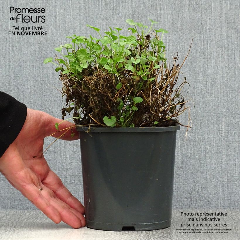 Esemplare di Campanula carpatica Clips Blue - Campanula dei Carpazi Vaso da 2L/3L come consegnato in autunno