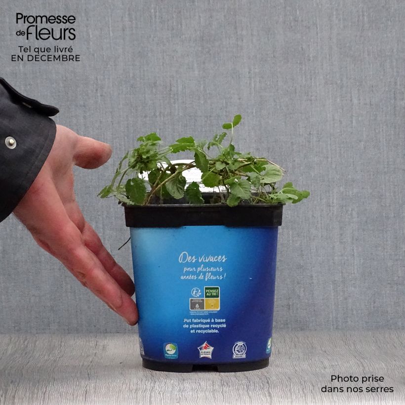 Campanula carpatica Clips Blue - Campanula dei Carpazi Vaso da 2L/3L esemplare consegnato in inverno