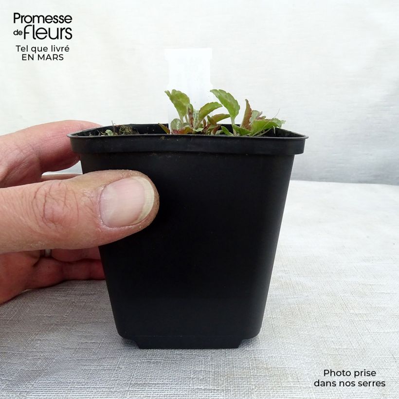 Campanula carpatica Karl Foerster - Campanula dei Carpazi Vasetto da 8/9 cm esemplare consegnato in inverno