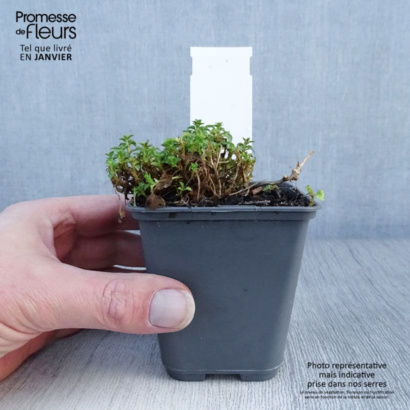 Campanula cochleariifolia Bavaria Blue - Campanula dei ghiaioni Vasetto da 8/9 cm esemplare consegnato in inverno