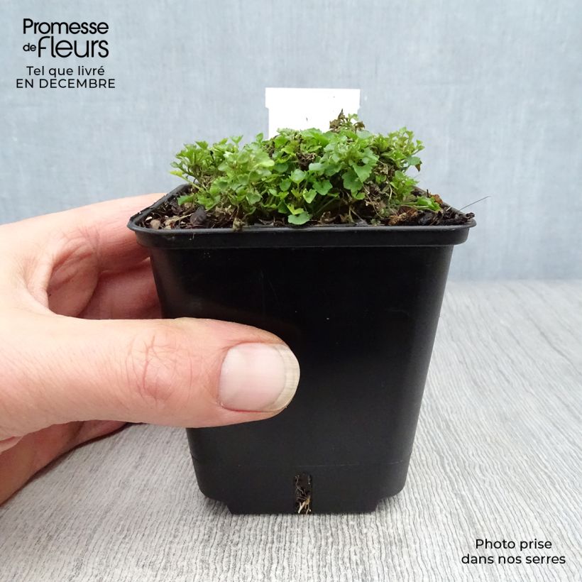 Campanula portenschlagiana - Campanula dalmata Vasetto da 7/8 cm esemplare consegnato in inverno