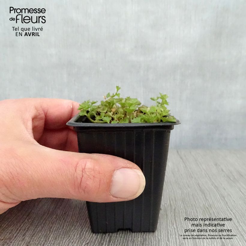 Campanula portenschlagiana - Campanula dalmata Vasetto da 7/8 cm esemplare consegnato in primavera