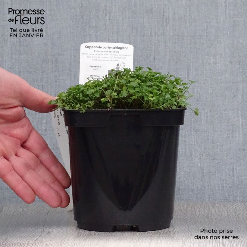 Campanula portenschlagiana - Campanula dalmata Vaso da 2L/3L esemplare consegnato in inverno