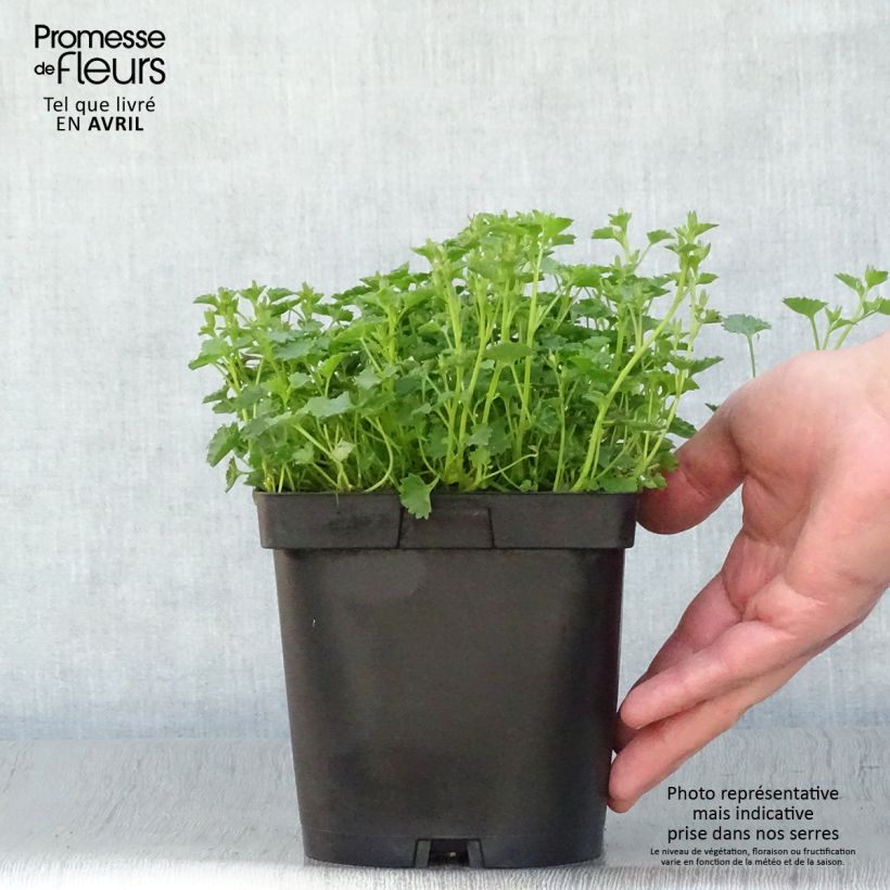 Campanula portenschlagiana - Campanula dalmata Vaso da 2L/3L esemplare consegnato in primavera