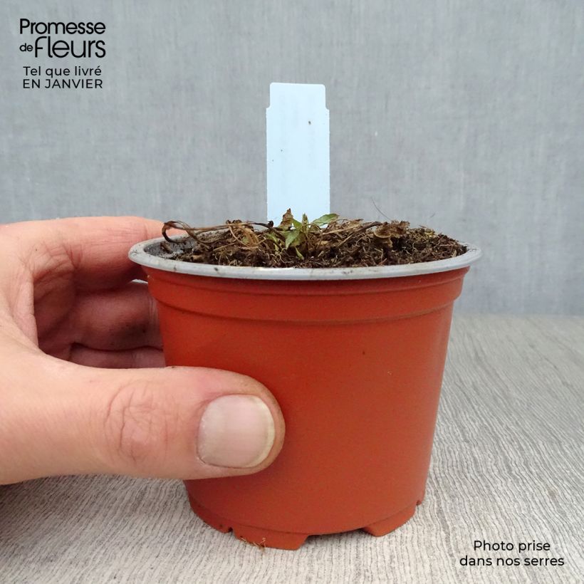 Campanula glomerata var. acaulis - Campanula agglomerata Vasetto da 8/9 cm esemplare consegnato in inverno