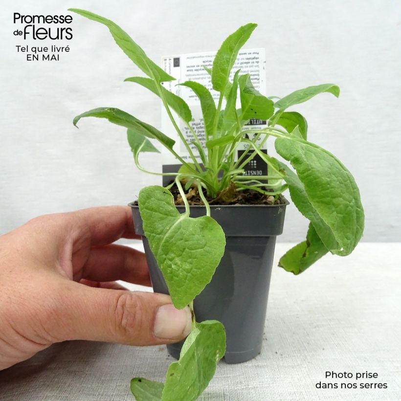 Campanula glomerata Alba - Campanula agglomerata Vasetto da 8/9 cm esemplare consegnato in primavera