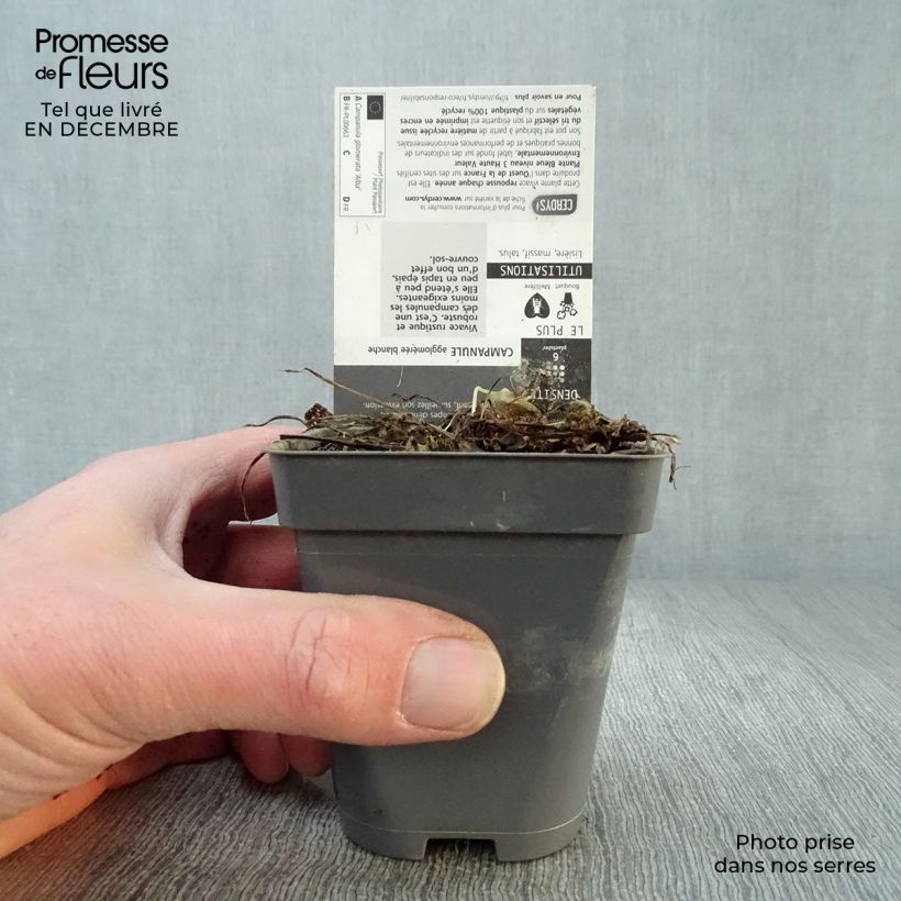 Campanula glomerata Alba - Campanula agglomerata Vasetto da 8/9 cm esemplare consegnato in inverno