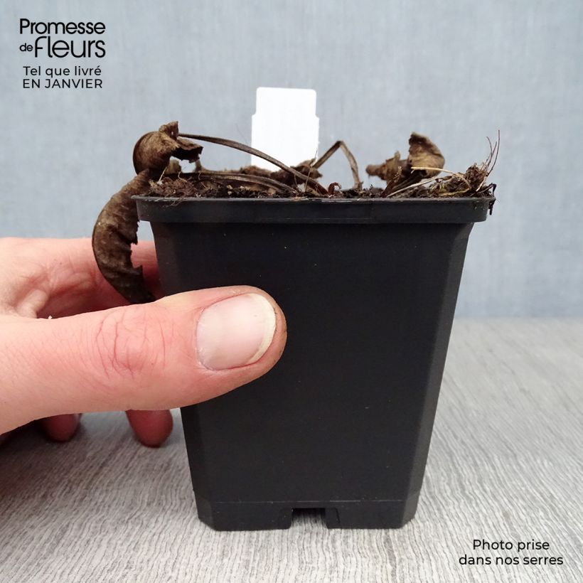 Campanula glomerata Caroline - Campanula agglomerata Vasetto da 8/9 cm esemplare consegnato in inverno