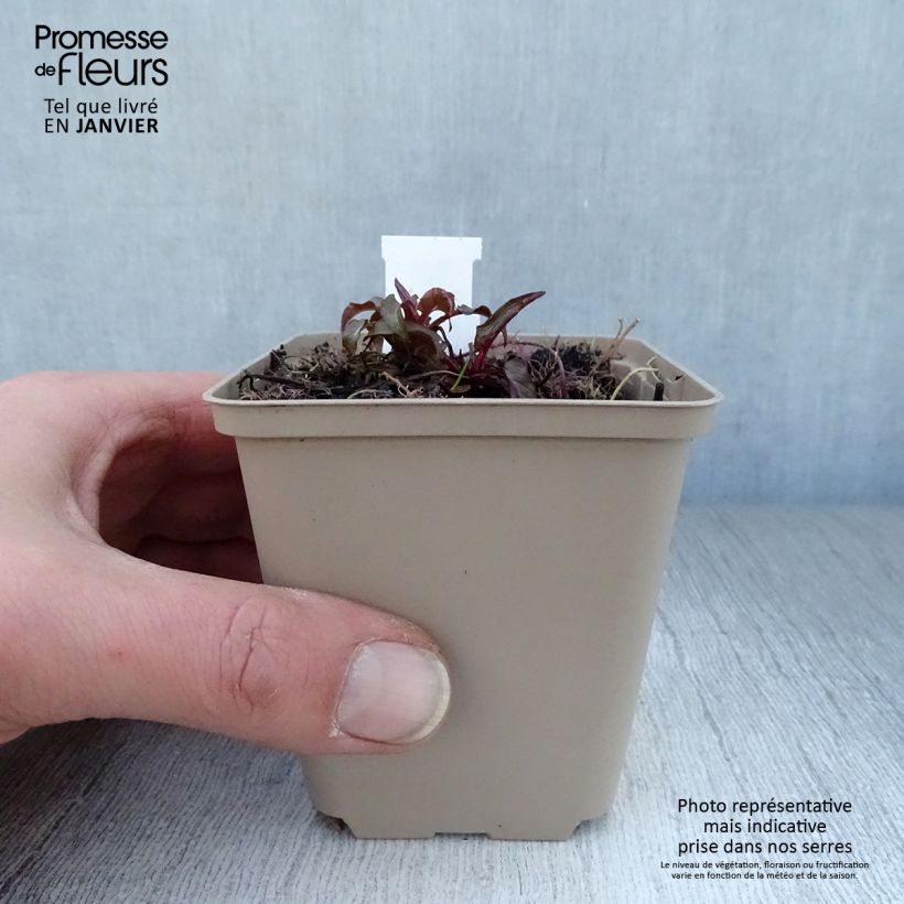 Campanula glomerata Joan Elliot - Campanula agglomerata Vasetto da 8/9 cm esemplare consegnato in inverno