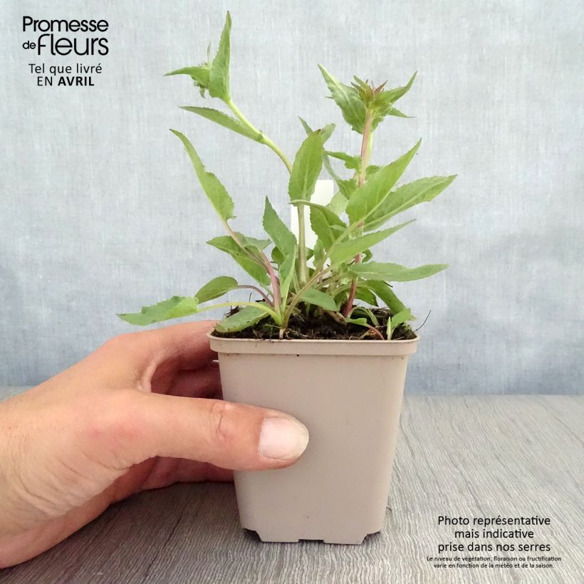 Campanula glomerata Joan Elliot - Campanula agglomerata Vasetto da 8/9 cm esemplare consegnato in primavera