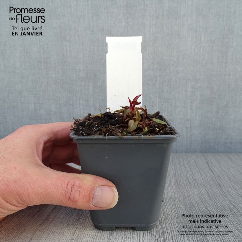 Campanula glomerata var. dahurica - Campanula agglomerata Vasetto da 8/9 cm esemplare consegnato in inverno