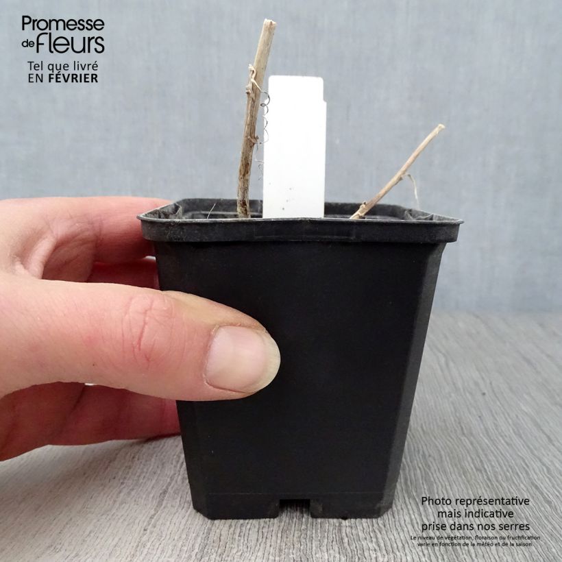 Campanula Kent Belle Vasetto da 8/9 cm esemplare consegnato in inverno