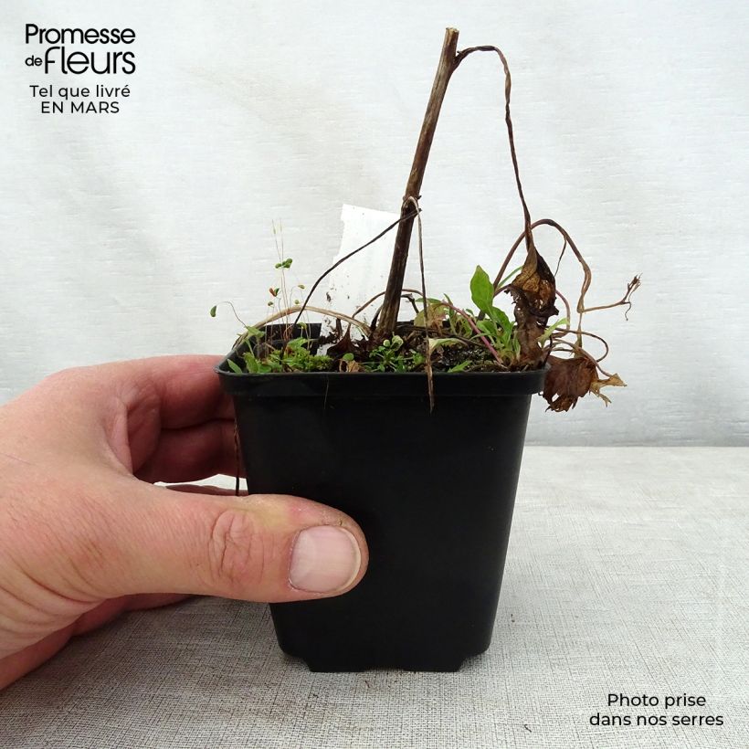 Campanula Pink Octopus Vasetto da 8/9 cm esemplare consegnato in primavera