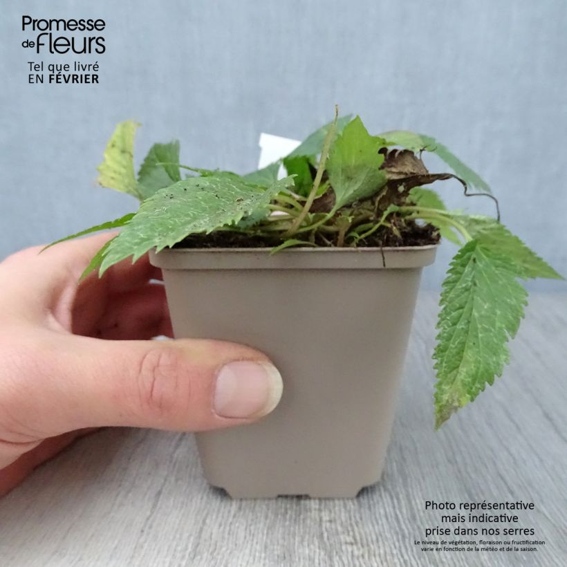 Campanula Pink Octopus Vasetto da 8/9 cm esemplare consegnato in inverno