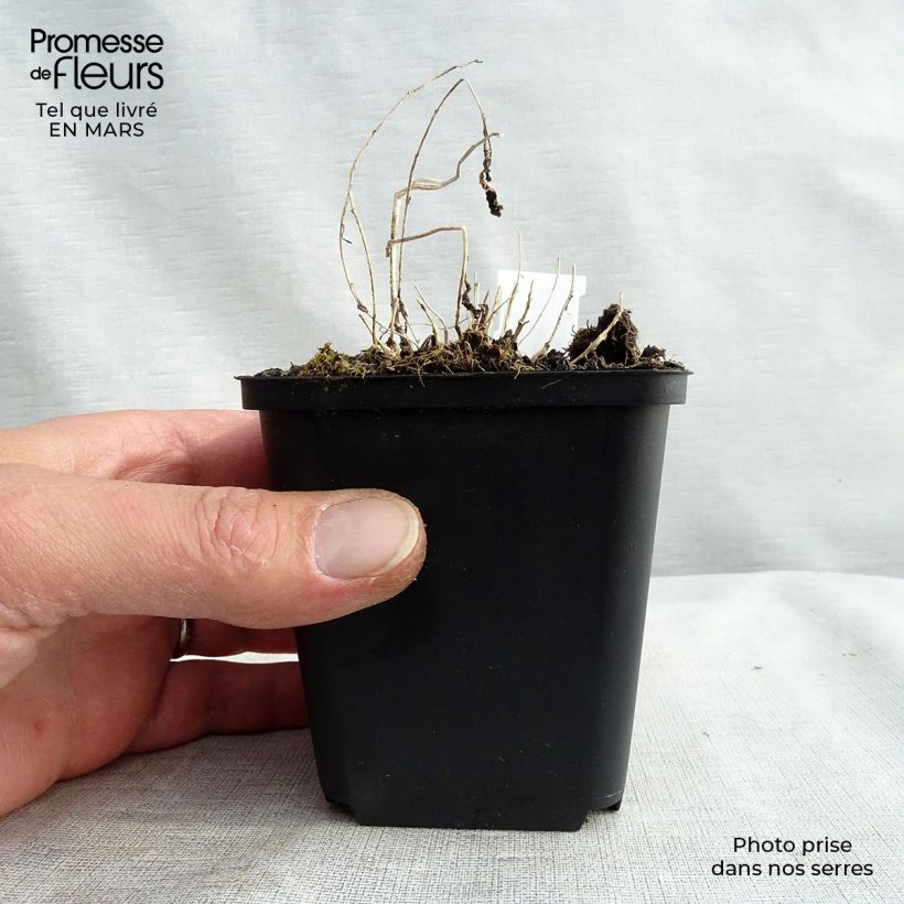 Campanula lactiflora Vasetto da 8/9 cm esemplare consegnato in inverno