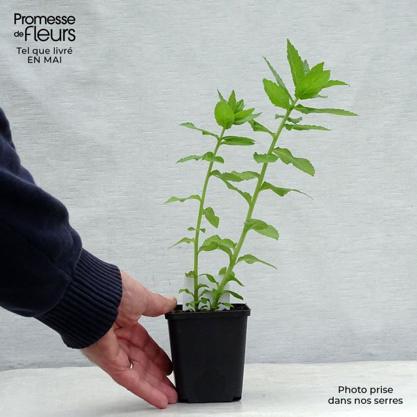 Campanula lactiflora Loddon Anna Vasetto da 7/8 cm esemplare consegnato in primavera