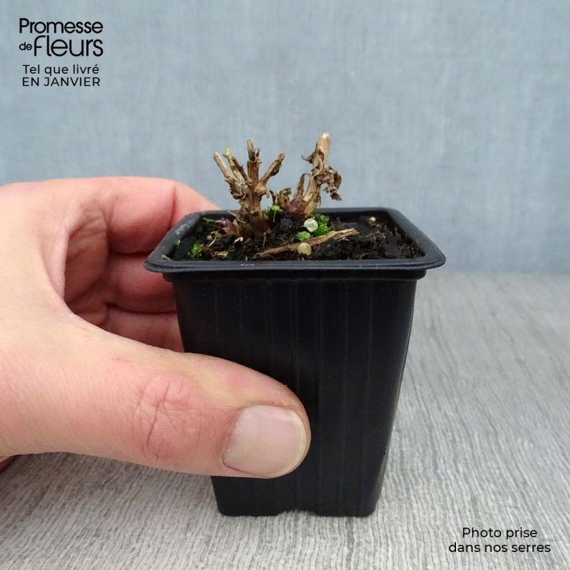 Campanula lactiflora Loddon Anna Vasetto da 7/8 cm esemplare consegnato in inverno