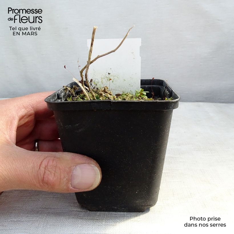 Campanula lactiflora Prichard's variety Vasetto da 8/9 cm esemplare consegnato in inverno