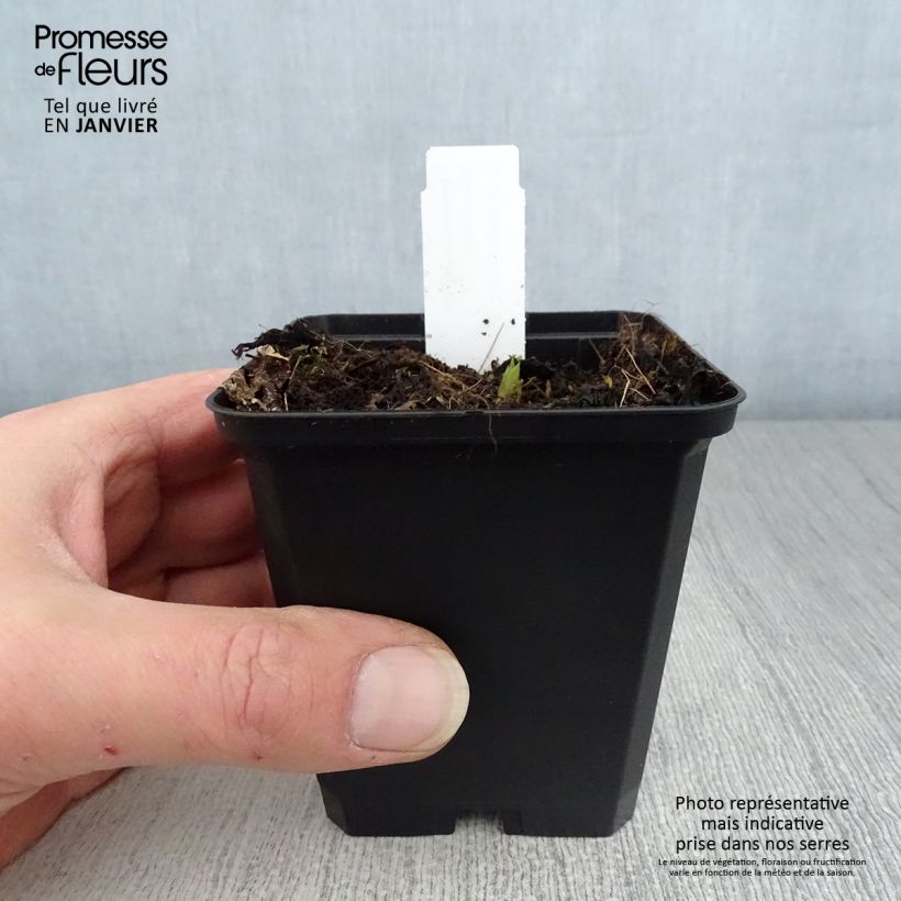 Campanula latifolia var. macrantha - Campanula maggiore Vasetto da 8/9 cm esemplare consegnato in inverno