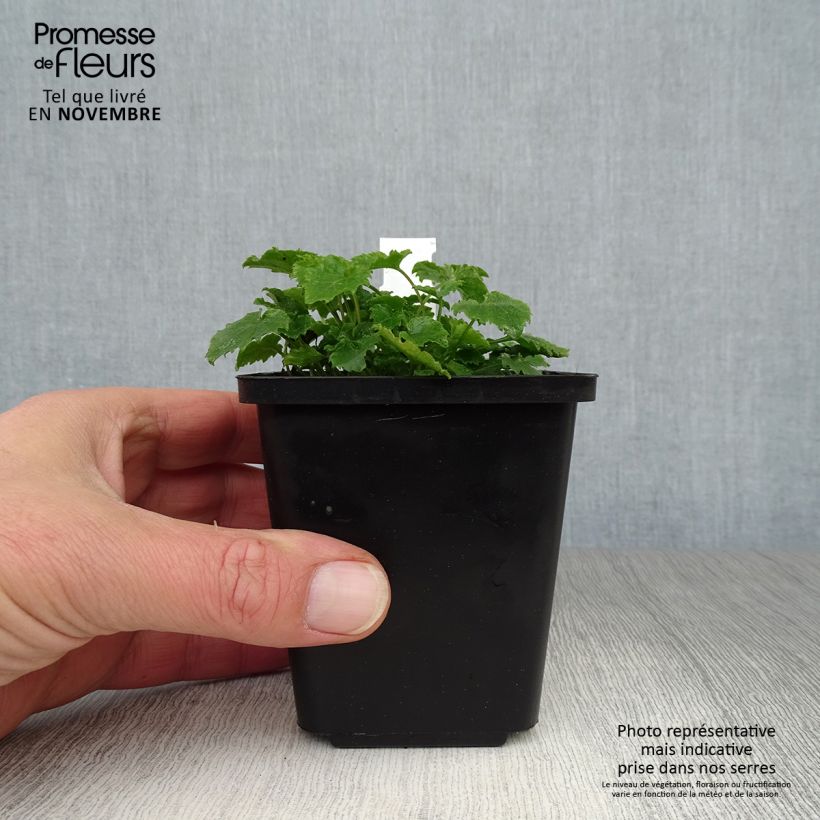Esemplare di Campanula poscharskyana - Campanula serba Vasetto da 7/8 cm come consegnato in autunno