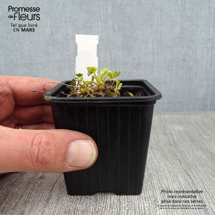 Campanula pyramidalis Alba - Campanula adriatica Vasetto da 8/9 cm esemplare consegnato in inverno