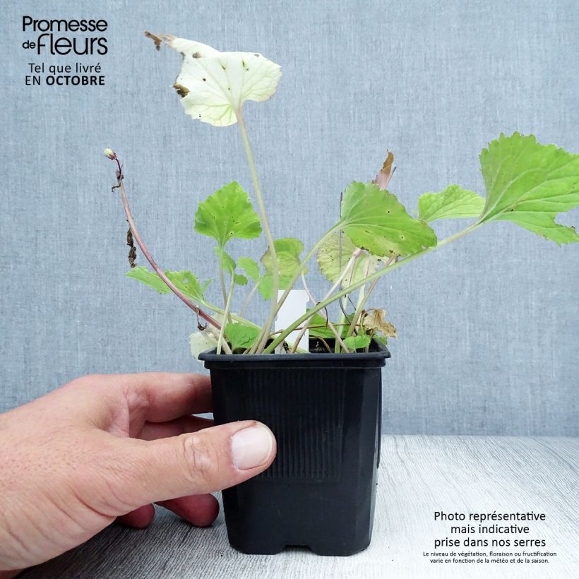 Esemplare di Campanula takesimana Alba Vasetto da 8/9 cm come consegnato in autunno