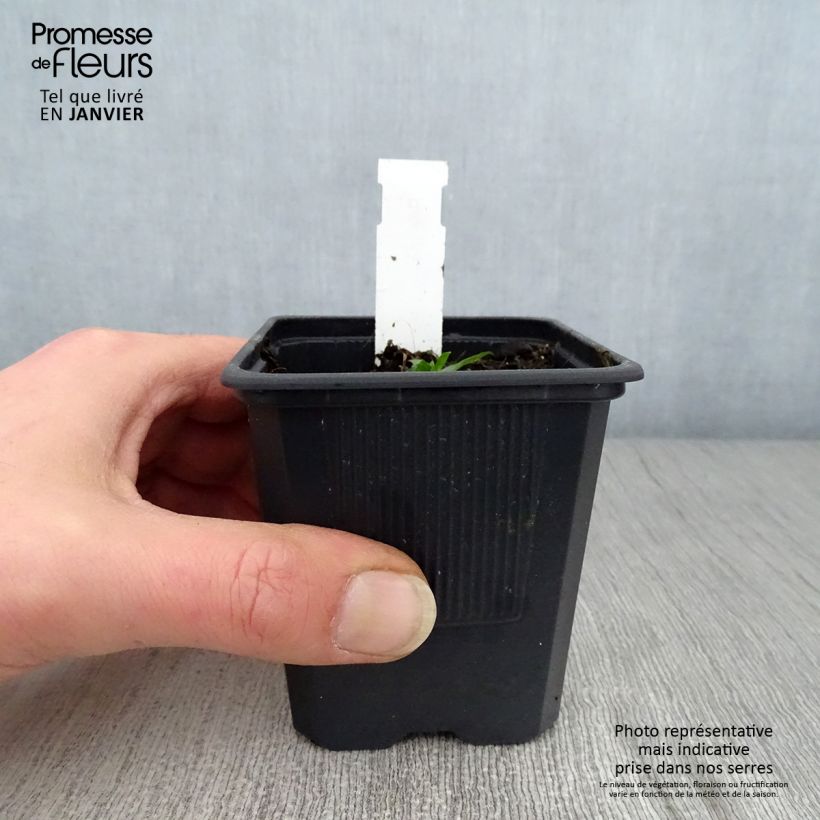 Campanula takesimana Alba Vasetto da 8/9 cm esemplare consegnato in inverno