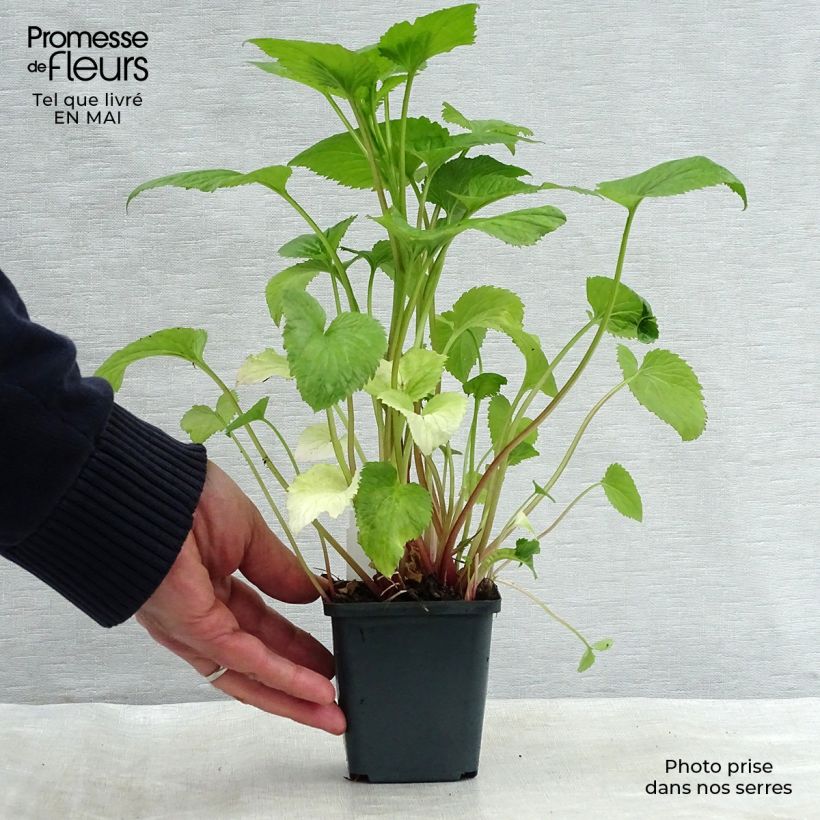 Campanula takesimana Vasetto da 8/9 cm esemplare consegnato in primavera