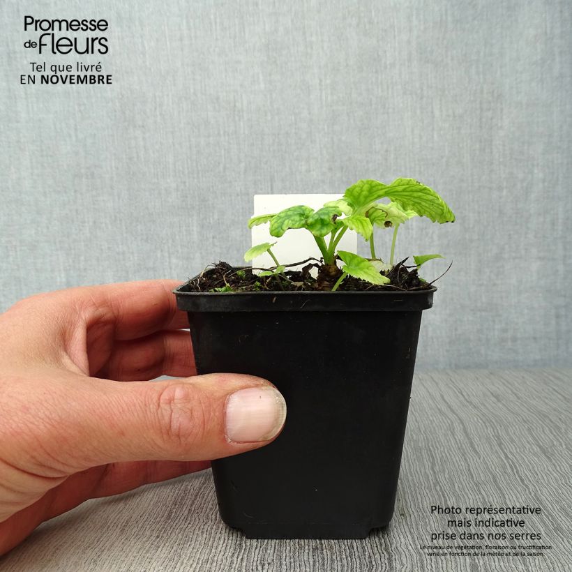 Esemplare di Campanula takesimana Vasetto da 8/9 cm come consegnato in autunno