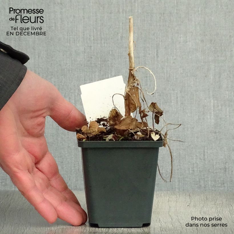 Campanula takesimana Vasetto da 8/9 cm esemplare consegnato in inverno