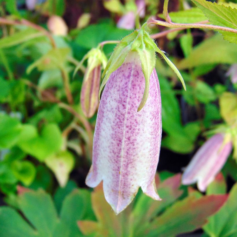 Campanula takesimana Elisabeth (Fioritura)