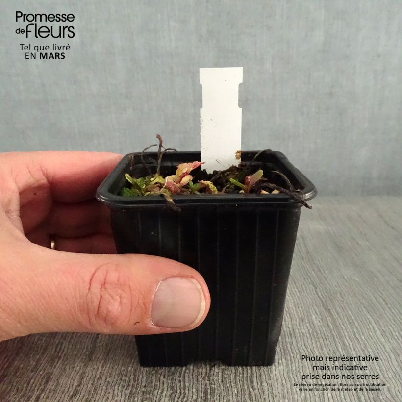 Campanula takesimana Elisabeth Vasetto da 7/8 cm esemplare consegnato in inverno