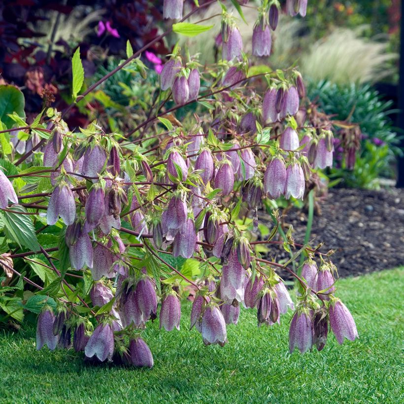 Campanula takesimana Elisabeth (Porto)