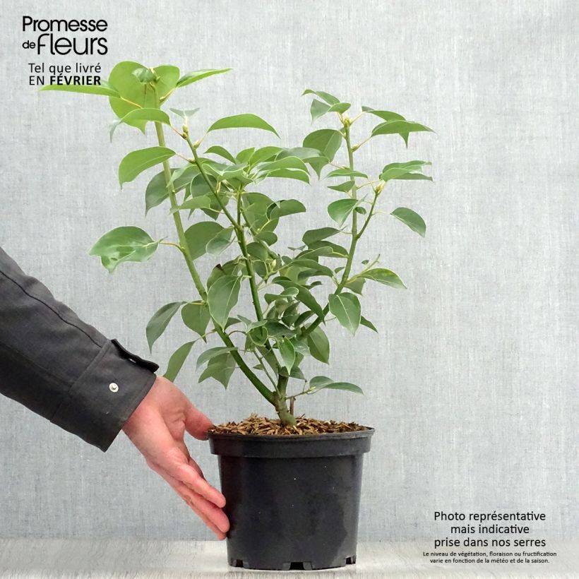 Cinnamomum camphora - Canfora Vaso da 2L/3L esemplare consegnato in inverno