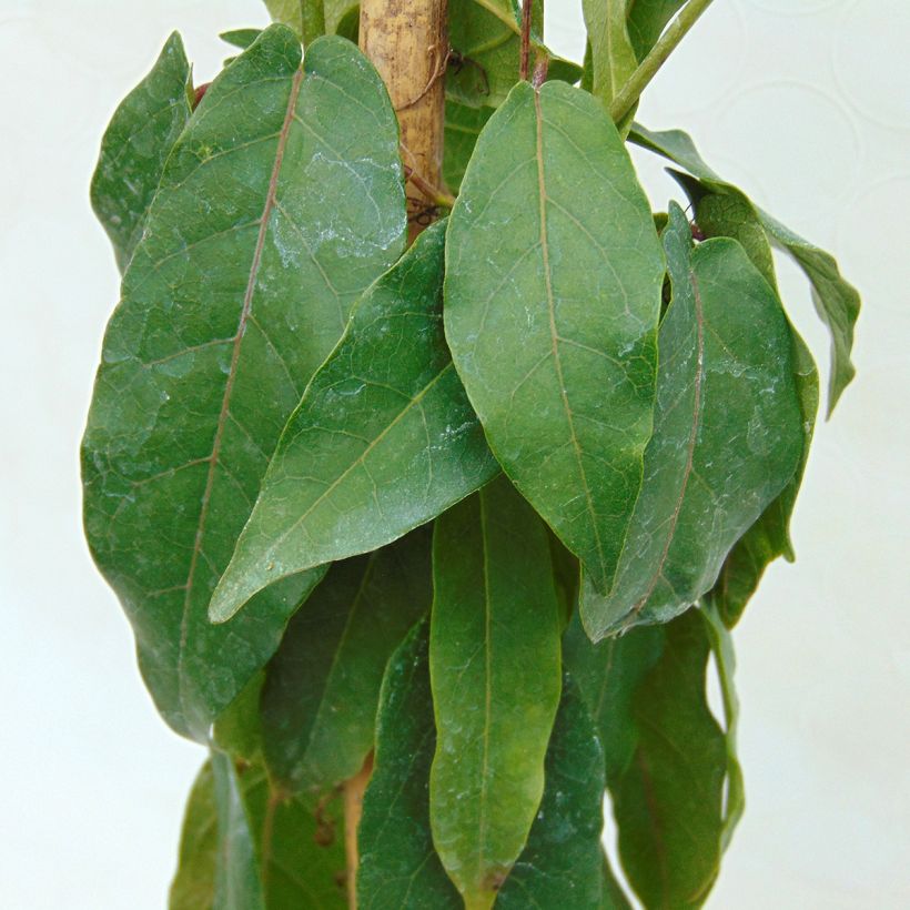 Campsis capreolata (Fogliame)