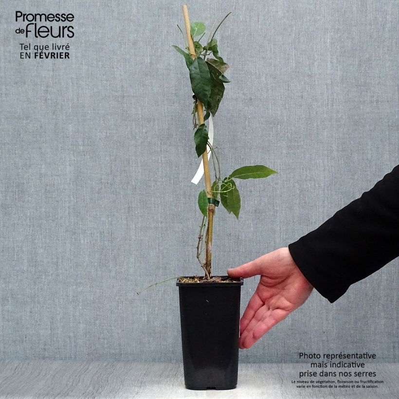 Campsis capreolata Vaso da 1L/1,5L esemplare consegnato in inverno