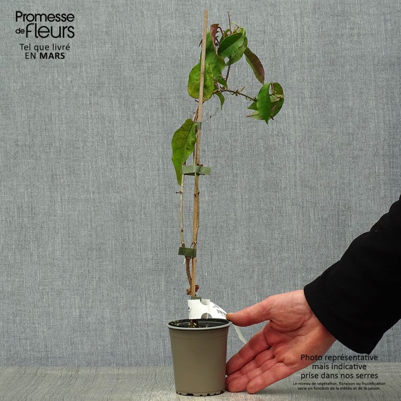 Campsis capreolata Tangerine Beauty Vasetto da 8/9 cm esemplare consegnato in primavera