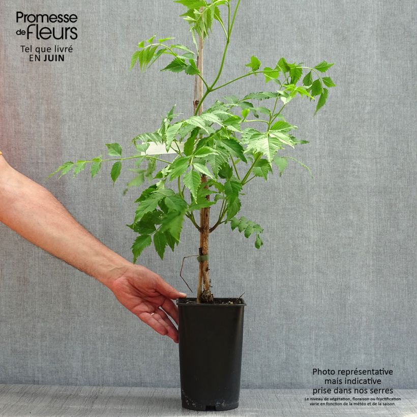 Campsis grandiflora - Bignonia Vaso da 2L/3L esemplare consegnato in primavera