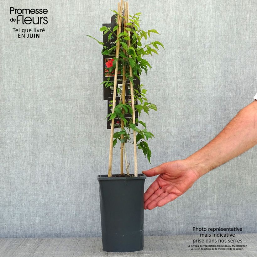 Campsis radicans - Bignonia Vaso da 2L/3L esemplare consegnato in primavera