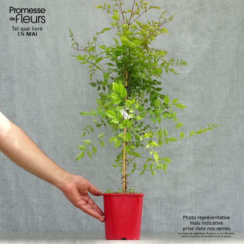 Campsis radicans Flamenco - Bignonia Vaso da 2L/3L esemplare consegnato in primavera