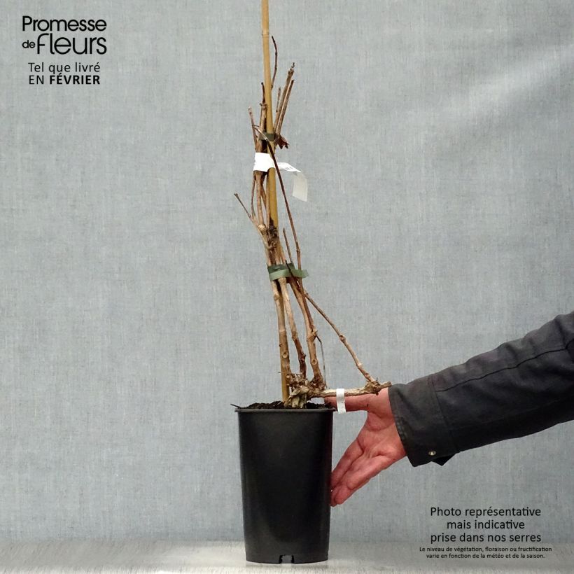 Campsis radicans Indian summer - Bignonia Vaso da 2L/3L esemplare consegnato in inverno