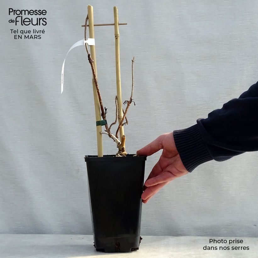 Campsis radicans Judy - Bignonia Vaso da 2L/3L esemplare consegnato in primavera