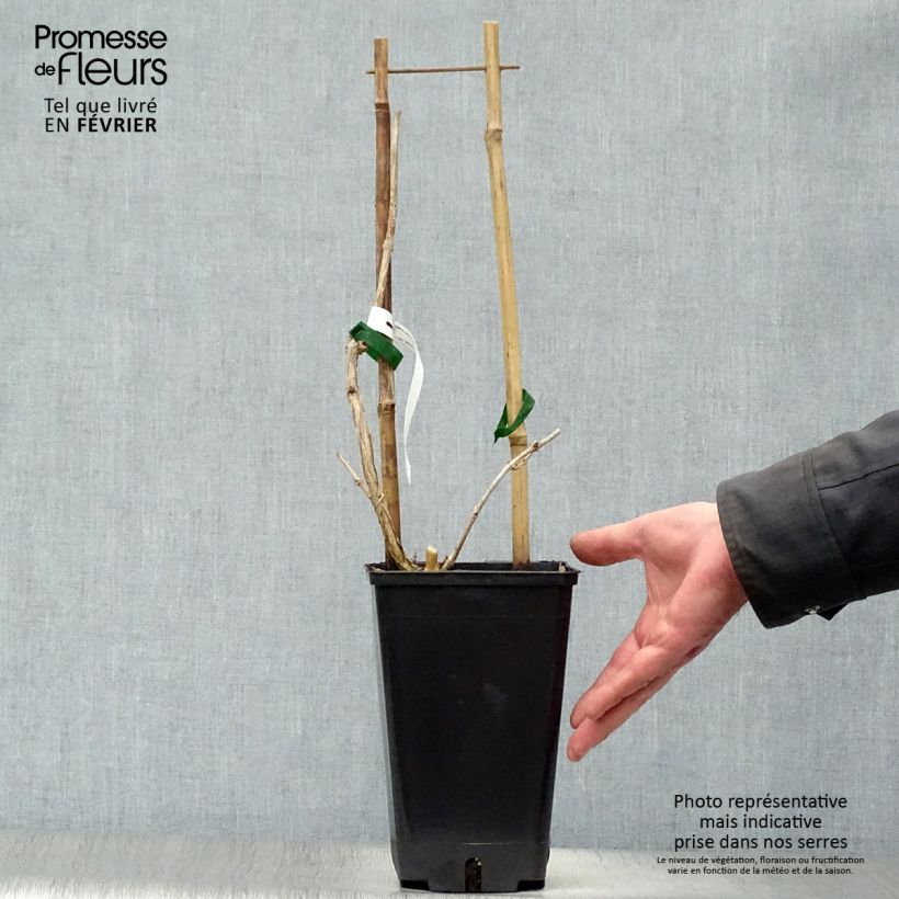 Campsis radicans Judy - Bignonia Vaso da 2L/3L esemplare consegnato in inverno