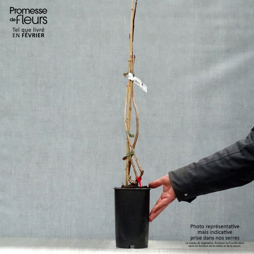 Campsis radicans Stromboli - Bignonia Vaso da 2L/3L esemplare consegnato in inverno