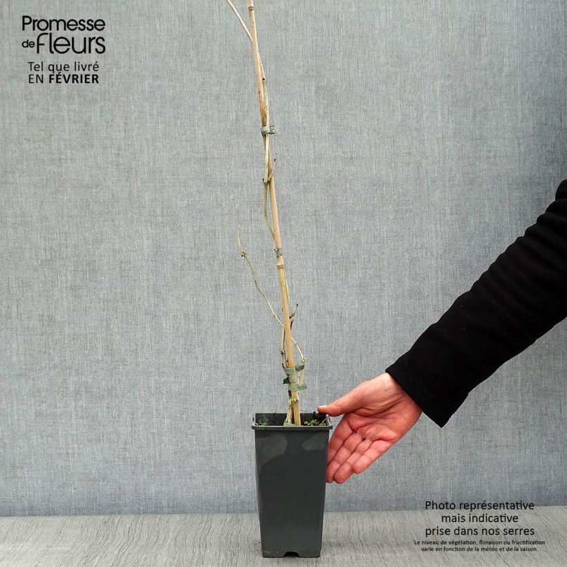 Campsis radicans Yellow Trumpet - Bignonia Vaso da 2L/3L esemplare consegnato in inverno