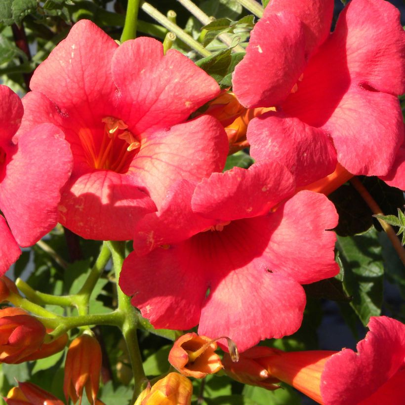 Campsis tagliabuana Grenadine - Bignonia (Fioritura)