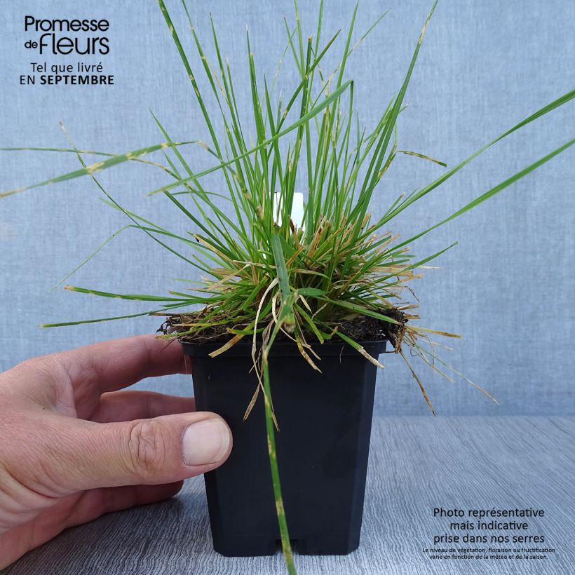 Esemplare di Deschampsia caespitosa Northern Lights Vasetto da 8/9 cm come consegnato in autunno